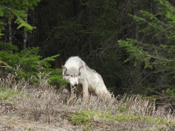 Photo of Canis lupus by Claude  Schweizer